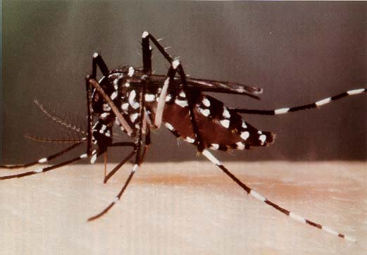 Aedes albopictus