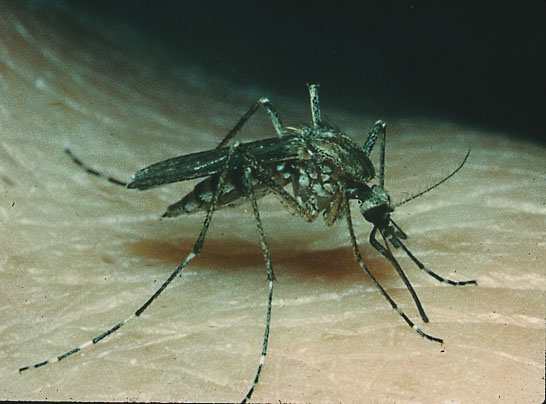 Aedes vexans